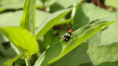 Gynandrobrotica lepida