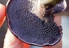 Hydnellum fuscoindicum