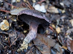 Hydnellum fuscoindicum