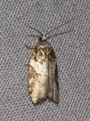 Acleris variana