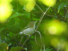 Vireo bairdi