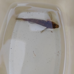 Gobiomorphus huttoni