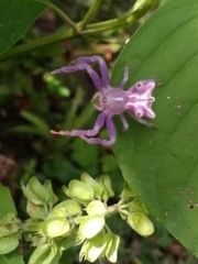 Epicadus heterogaster