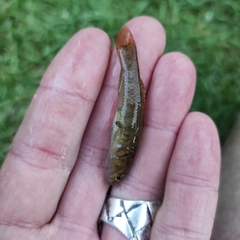 Gobiomorphus huttoni