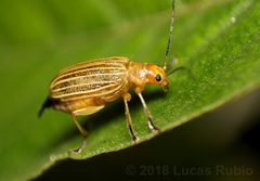 Metaxyonycha granulata