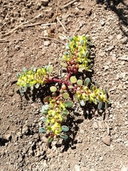 Euphorbia germainii