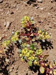 Euphorbia germainii