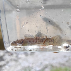 Gobiomorphus huttoni