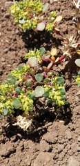 Euphorbia germainii