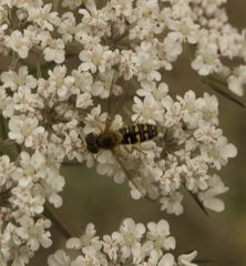 Toxomerus vertebratus