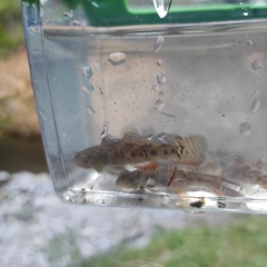 Gobiomorphus huttoni