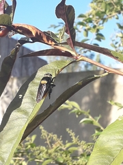 Mallophora ruficauda