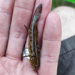 Gobiomorphus huttoni