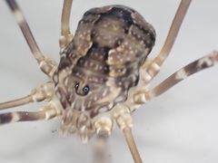 Leiobunum ventricosum