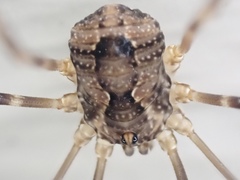 Leiobunum ventricosum