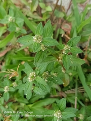 Spermacoce mauritiana