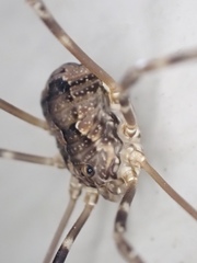 Leiobunum ventricosum