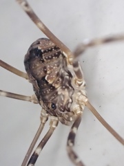 Leiobunum ventricosum