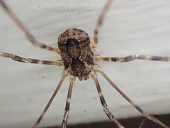 Leiobunum ventricosum