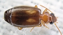 Anomotarus