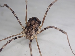 Leiobunum ventricosum