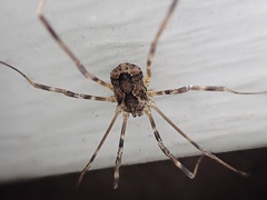 Leiobunum ventricosum