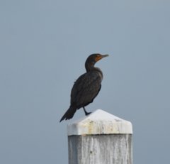Phalacrocorax auritus image