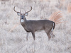 White-tailed Deer - Photo (c) jefferykarafa, some rights reserved (CC BY-NC), uploaded by jefferykarafa
