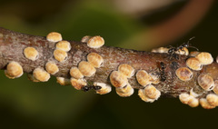 Eriococcus coriaceus