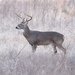 White-tailed Deer - Photo (c) jefferykarafa, some rights reserved (CC BY-NC), uploaded by jefferykarafa