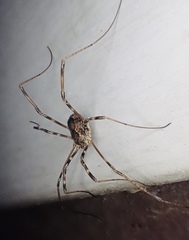 Leiobunum ventricosum