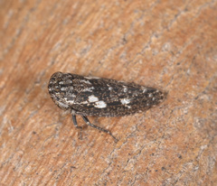 Putoniessa