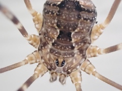 Leiobunum ventricosum