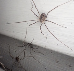 Leiobunum ventricosum