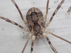 Leiobunum ventricosum