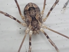 Leiobunum ventricosum