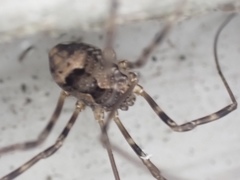 Leiobunum ventricosum