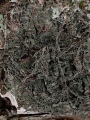 Rinodina ascociscana