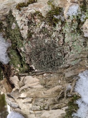 Rinodina ascociscana