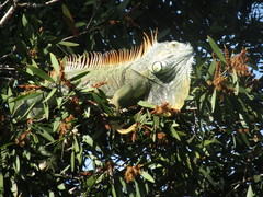 Iguana iguana