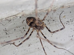 Leiobunum ventricosum