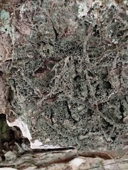 Rinodina ascociscana