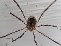 Leiobunum ventricosum