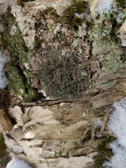 Rinodina ascociscana