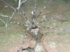 Leiobunum ventricosum