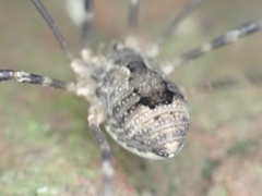 Leiobunum ventricosum