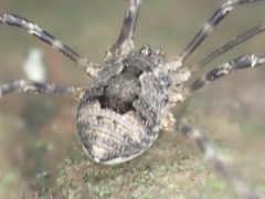 Leiobunum ventricosum