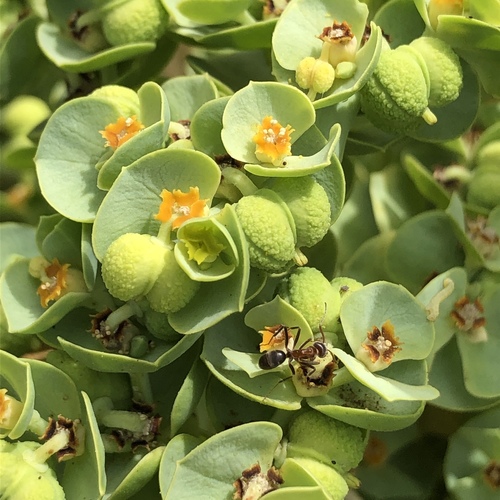 Sea Spurge
