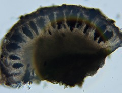 Rinodina ascociscana