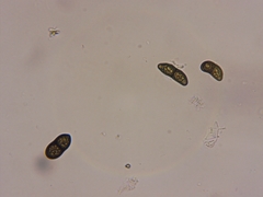 Rinodina ascociscana